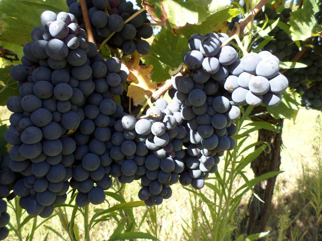 Tenuta Villa Rocchi Torrita di Siena Eksteriør billede